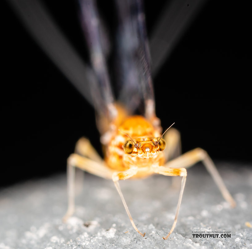 Female Ephemerella dorothea infrequens (Pale Morning Dun) Mayfly Spinner from the Madison River in Montana