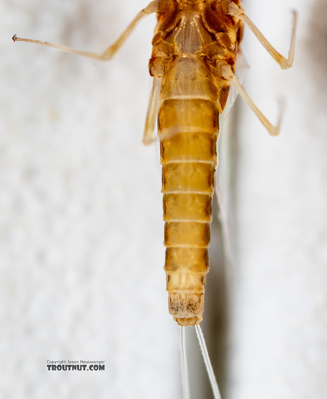 Female Ephemerella dorothea infrequens (Pale Morning Dun) Mayfly Spinner from the Madison River in Montana