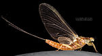 Female Ephemerella aurivillii  Mayfly Dun