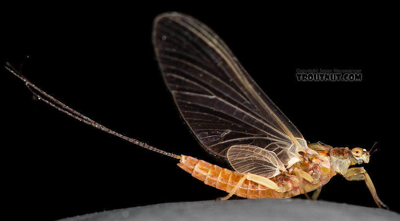 Female Ephemerella aurivillii Mayfly Dun from the Madison River in Montana