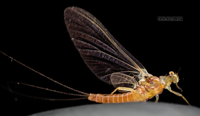 Female Ephemerella aurivillii Mayfly Dun from the Madison River in Montana