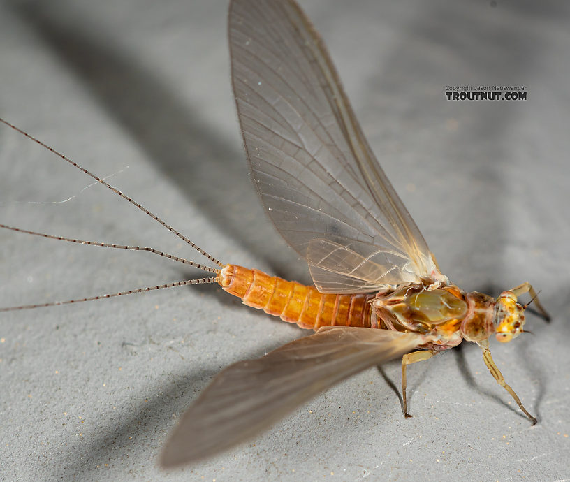 Female Ephemerella aurivillii Mayfly Dun from the Madison River in Montana