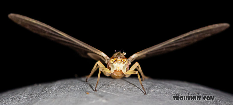 Female Ephemerella aurivillii Mayfly Dun from the Madison River in Montana