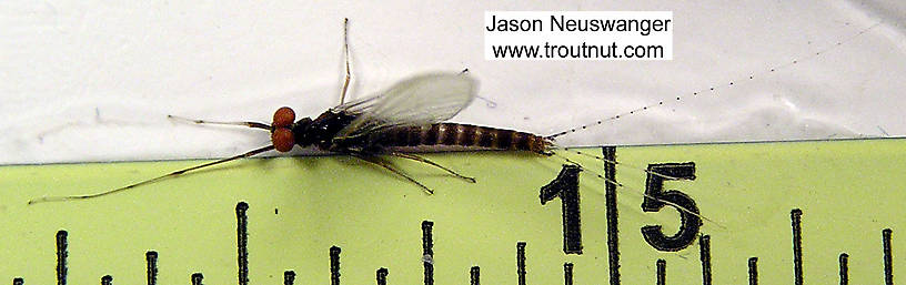 Male Ephemerella invaria (Sulphur Dun) Mayfly Spinner from unknown in Wisconsin