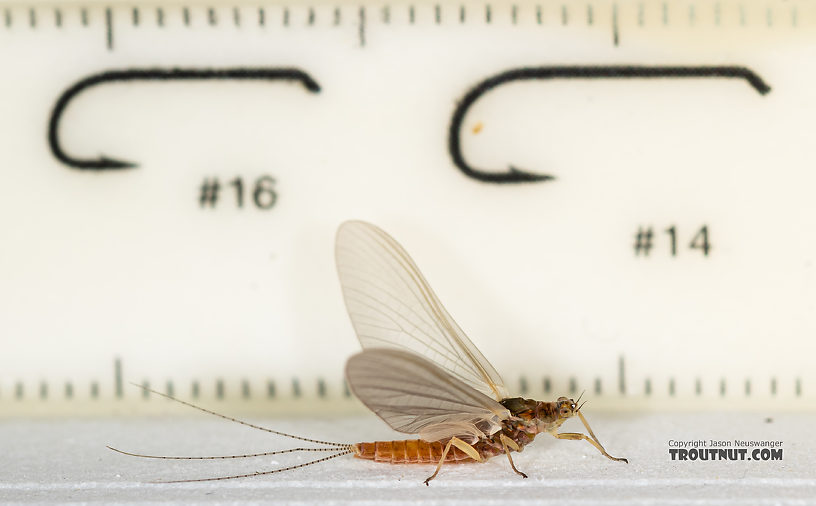 Female Ephemerella aurivillii Mayfly Dun from the Madison River in Montana