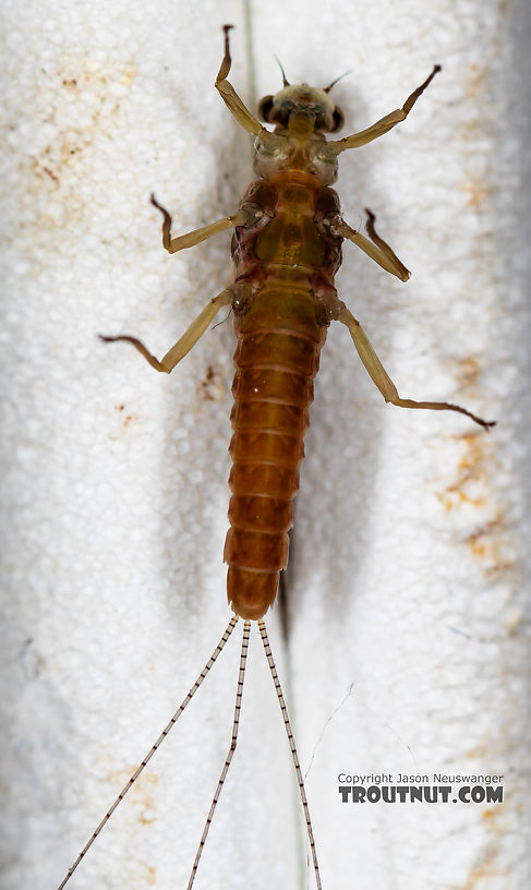 Female Ephemerella aurivillii Mayfly Dun from the Madison River in Montana