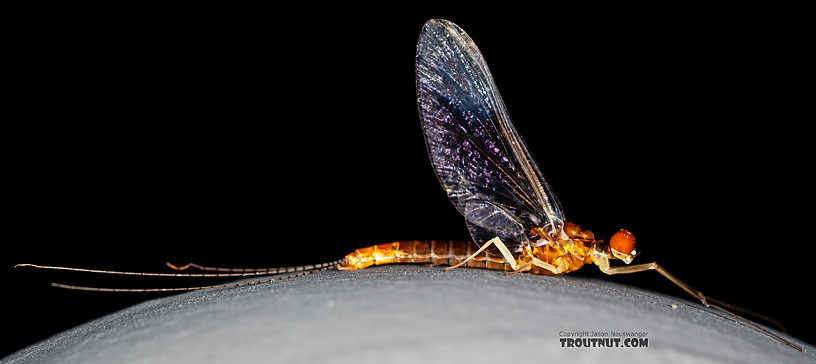 Male Ephemerella dorothea infrequens (Pale Morning Dun) Mayfly Spinner from the Madison River in Montana