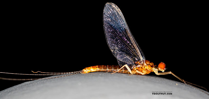 Male Ephemerella dorothea infrequens (Pale Morning Dun) Mayfly Spinner from the Madison River in Montana