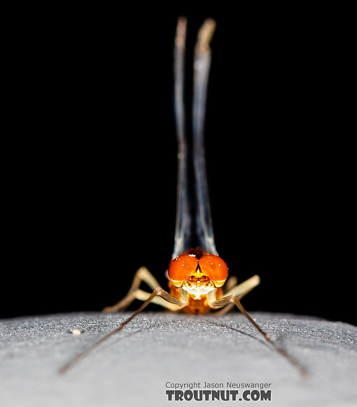 Male Ephemerella dorothea infrequens (Pale Morning Dun) Mayfly Spinner from the Madison River in Montana