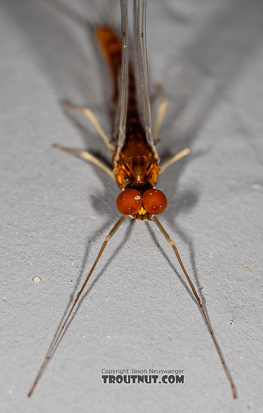 Male Ephemerella dorothea infrequens (Pale Morning Dun) Mayfly Spinner from the Madison River in Montana