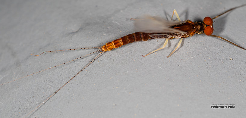 Male Ephemerella dorothea infrequens (Pale Morning Dun) Mayfly Spinner from the Madison River in Montana