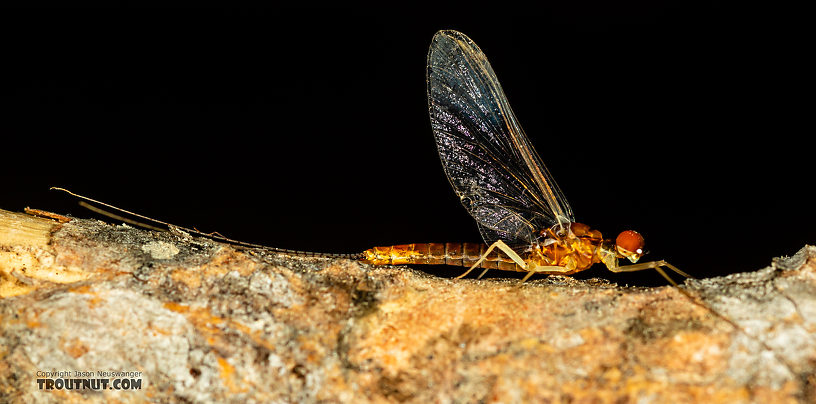 Male Ephemerella dorothea infrequens (Pale Morning Dun) Mayfly Spinner from the Madison River in Montana