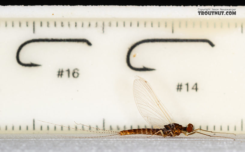 Male Ephemerella dorothea infrequens (Pale Morning Dun) Mayfly Spinner from the Madison River in Montana