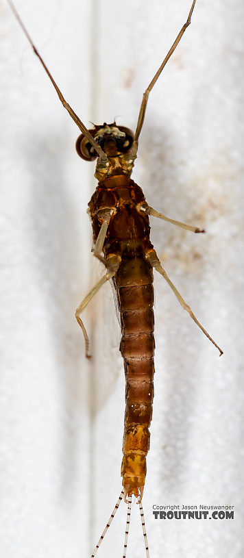 Male Ephemerella dorothea infrequens (Pale Morning Dun) Mayfly Spinner from the Madison River in Montana