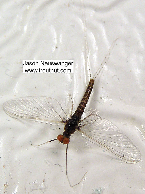 Male Ephemerella invaria (Sulphur Dun) Mayfly Spinner from unknown in Wisconsin