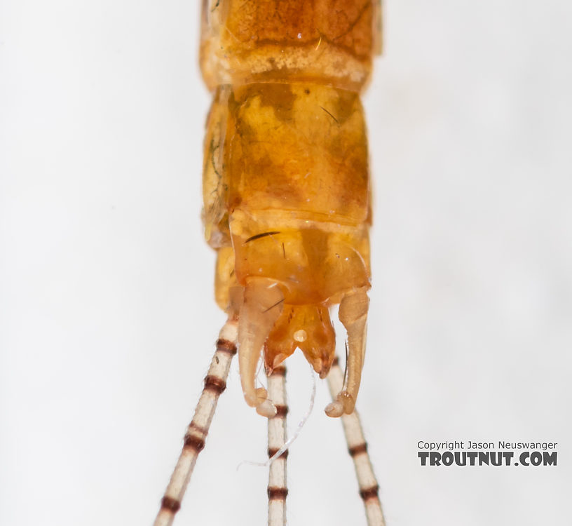 Male Ephemerella dorothea infrequens (Pale Morning Dun) Mayfly Spinner from the Madison River in Montana