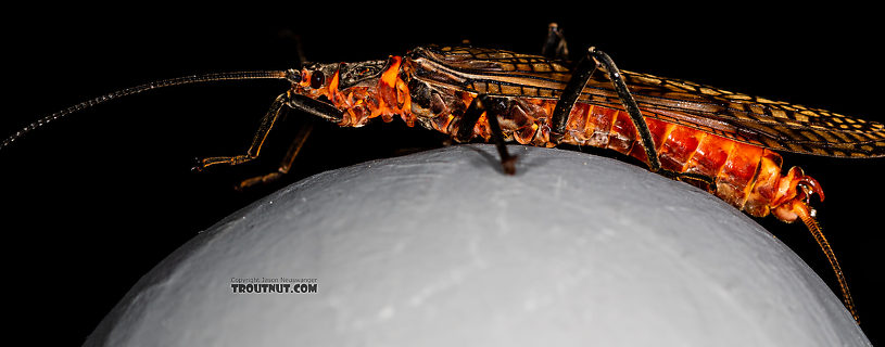 Male Pteronarcys californica (Giant Salmonfly) Stonefly Adult from the Gallatin River in Montana