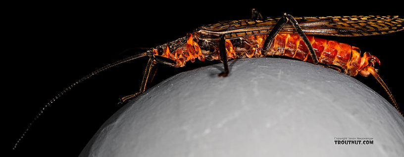 Male Pteronarcys californica (Giant Salmonfly) Stonefly Adult from the Gallatin River in Montana