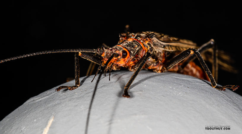 Male Pteronarcys californica (Giant Salmonfly) Stonefly Adult from the Gallatin River in Montana