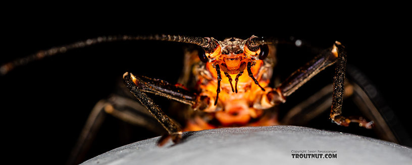 Male Pteronarcys californica (Giant Salmonfly) Stonefly Adult from the Gallatin River in Montana