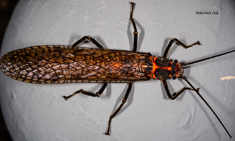 Male Pteronarcys californica (Giant Salmonfly) Stonefly Adult from the Gallatin River in Montana