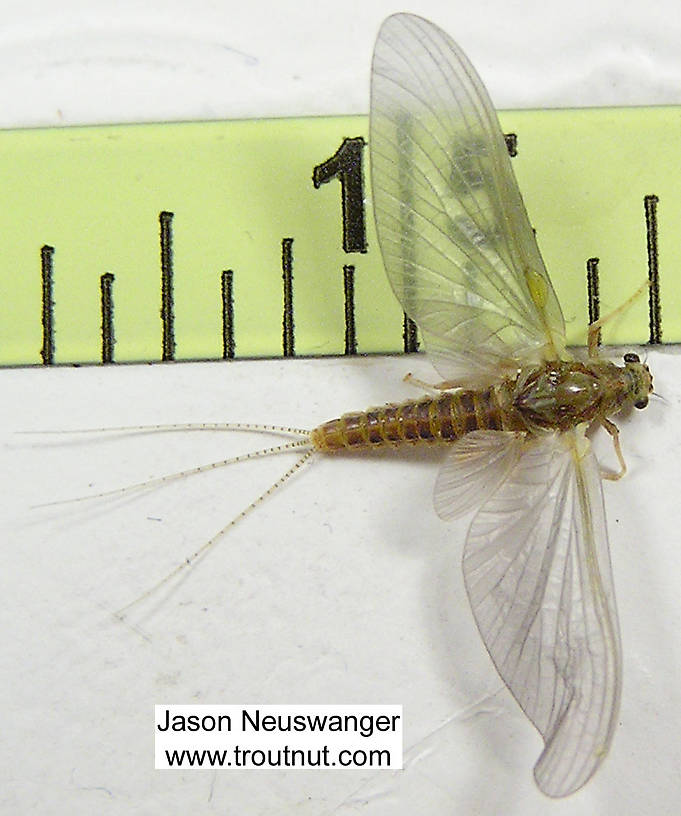 Female Ephemerella invaria (Sulphur Dun) Mayfly Dun from unknown in Wisconsin