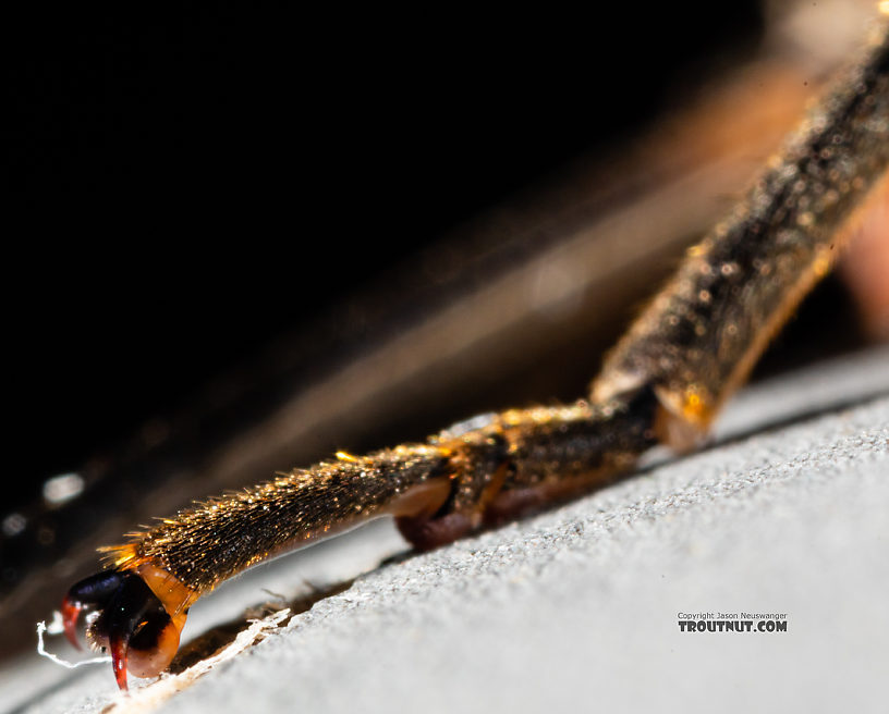 Male Pteronarcys californica (Giant Salmonfly) Stonefly Adult from the Gallatin River in Montana