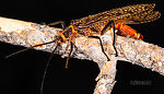 Male Pteronarcys californica (Giant Salmonfly) Stonefly Adult