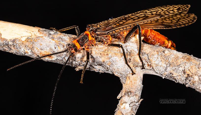 Male Pteronarcys californica (Giant Salmonfly) Stonefly Adult from the Gallatin River in Montana