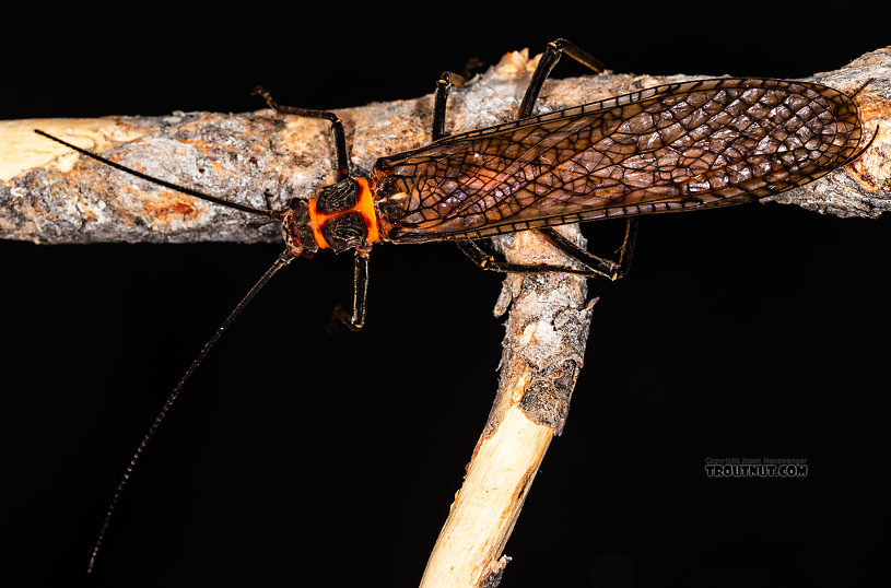 Male Pteronarcys californica (Giant Salmonfly) Stonefly Adult from the Gallatin River in Montana