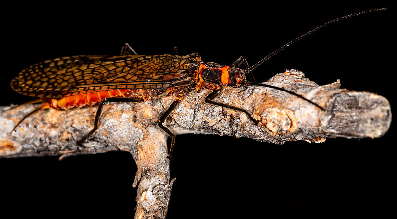 Male Pteronarcys californica (Giant Salmonfly) Stonefly Adult from the Gallatin River in Montana