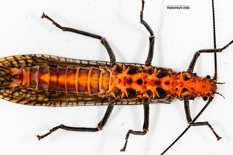 Male Pteronarcys californica (Giant Salmonfly) Stonefly Adult from the Gallatin River in Montana