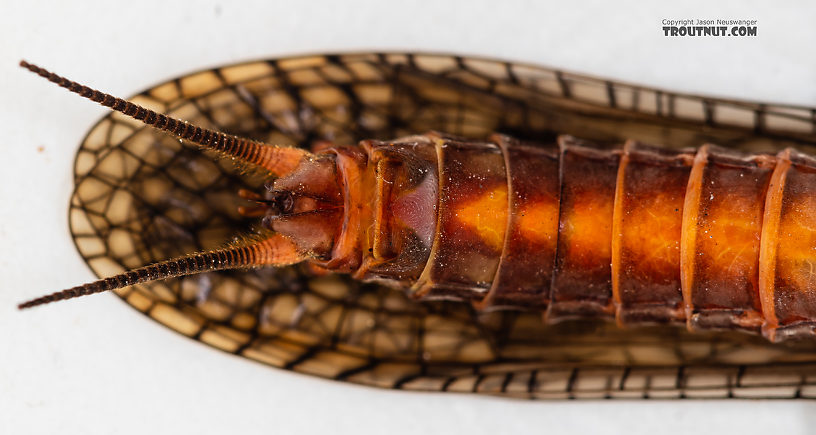 Male Pteronarcys californica (Giant Salmonfly) Stonefly Adult from the Gallatin River in Montana