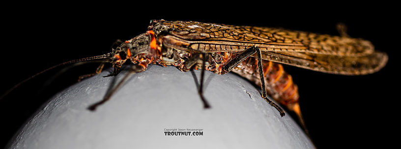 Female Pteronarcys californica (Giant Salmonfly) Stonefly Adult from the Gallatin River in Montana