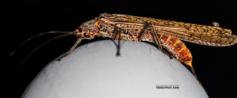 Female Pteronarcys californica (Giant Salmonfly) Stonefly Adult from the Gallatin River in Montana