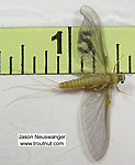 Female Ephemerella invaria (Sulphur Dun) Mayfly Dun