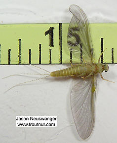 Female Ephemerella invaria (Sulphur Dun) Mayfly Dun