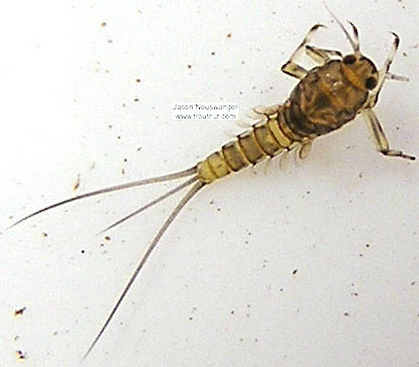 Baetidae (Blue-Winged Olives) Mayfly Nymph from unknown in Wisconsin