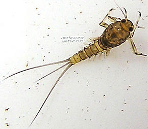 Baetidae (Blue-Winged Olives) Mayfly Nymph