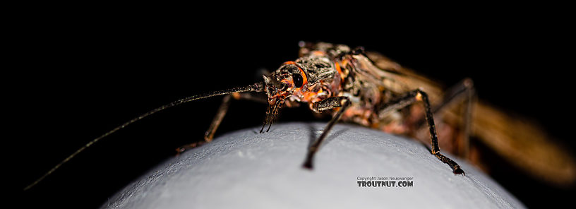 Female Pteronarcys californica (Giant Salmonfly) Stonefly Adult from the Gallatin River in Montana