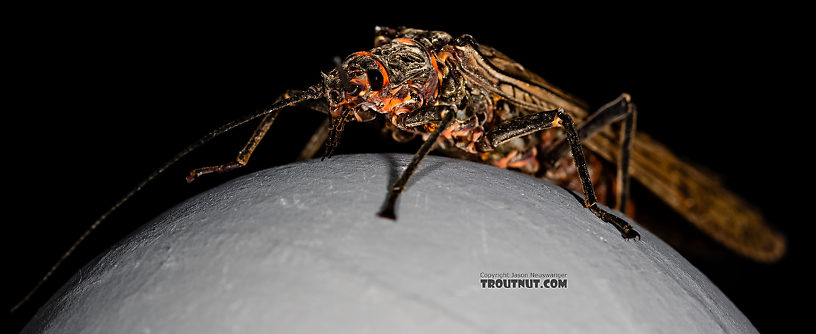 Female Pteronarcys californica (Giant Salmonfly) Stonefly Adult from the Gallatin River in Montana