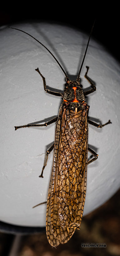 Female Pteronarcys californica (Giant Salmonfly) Stonefly Adult from the Gallatin River in Montana