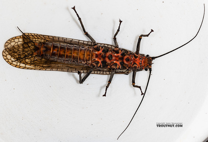 Female Pteronarcys californica (Giant Salmonfly) Stonefly Adult from the Gallatin River in Montana