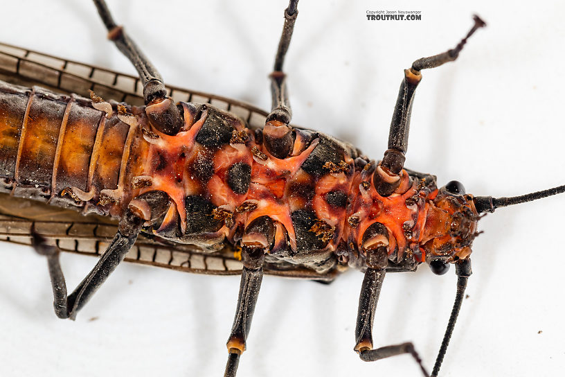 Female Pteronarcys californica (Giant Salmonfly) Stonefly Adult from the Gallatin River in Montana