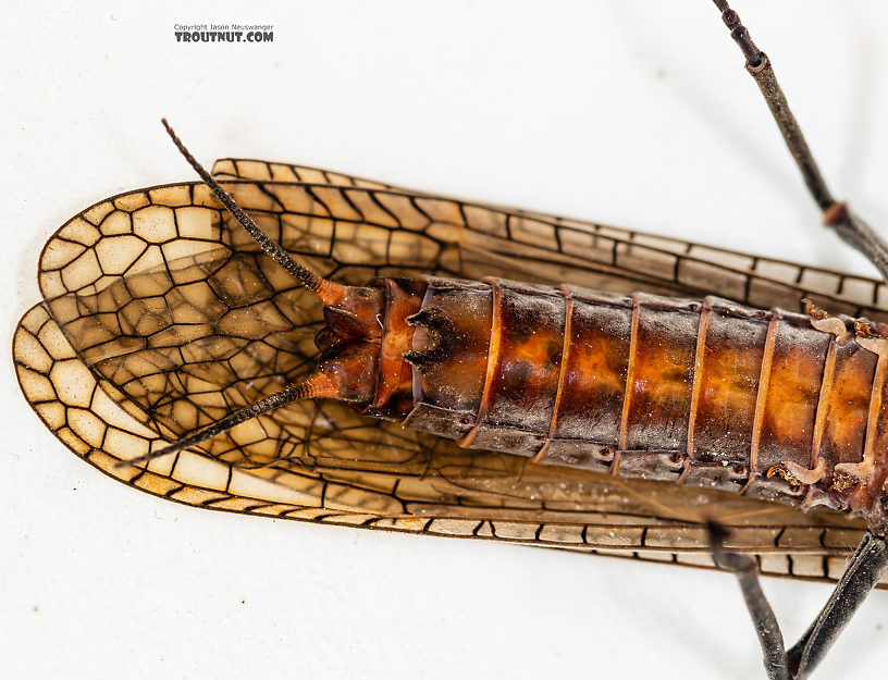 Female Pteronarcys californica (Giant Salmonfly) Stonefly Adult from the Gallatin River in Montana