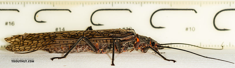 Female Pteronarcys californica (Giant Salmonfly) Stonefly Adult from the Gallatin River in Montana