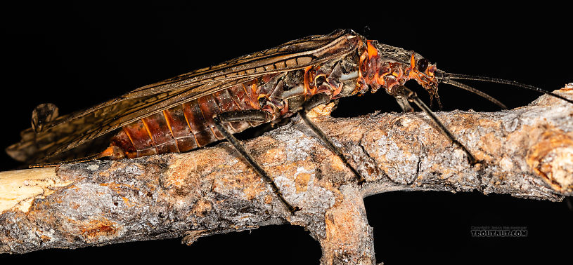 Female Pteronarcys californica (Giant Salmonfly) Stonefly Adult from the Gallatin River in Montana