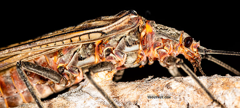 Female Pteronarcys californica (Giant Salmonfly) Stonefly Adult from the Gallatin River in Montana