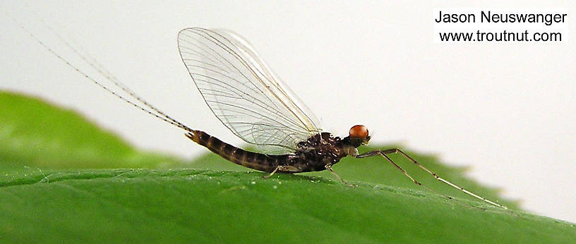 Male Ephemerella invaria (Sulphur Dun) Mayfly Spinner from unknown in Wisconsin