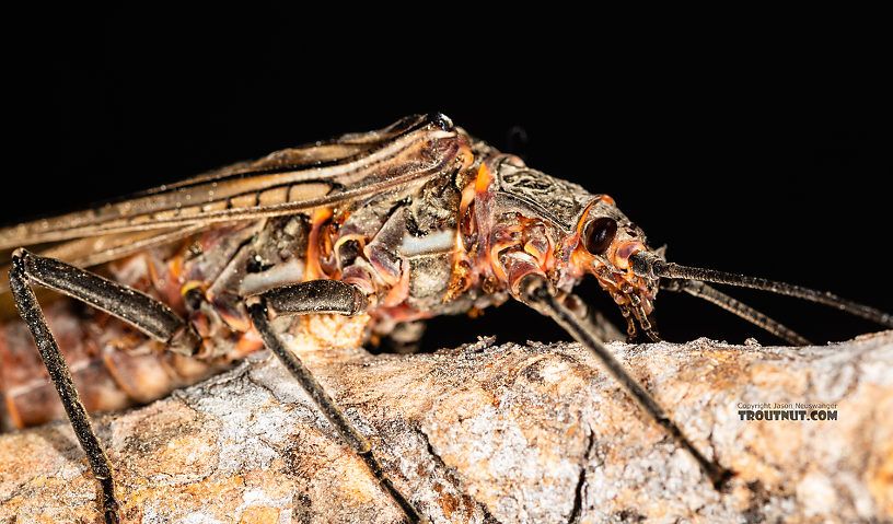 Female Pteronarcys californica (Giant Salmonfly) Stonefly Adult from the Gallatin River in Montana